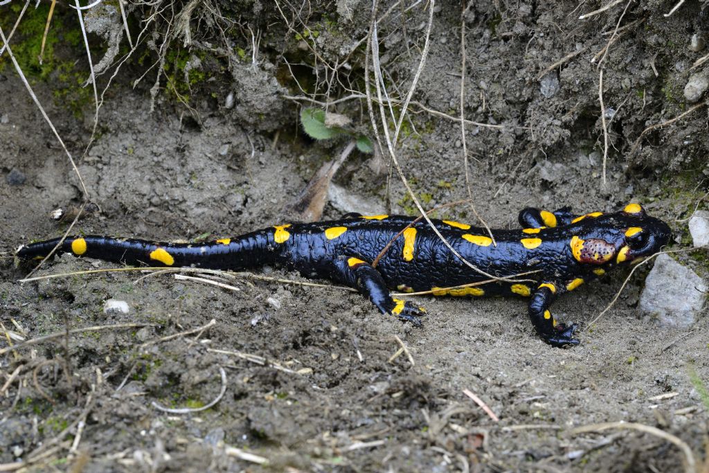 Salamandra pezzata